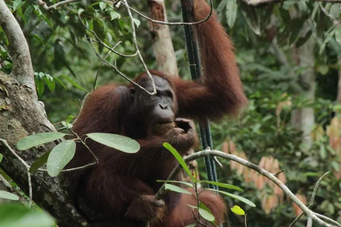 dimsum reizen naar borneo en wilde orangoetangs 3