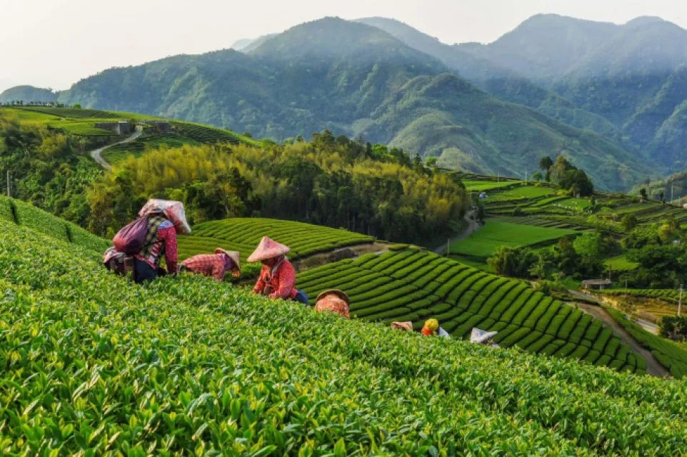 Sfeerafbeelding meishan tea plantation pauline