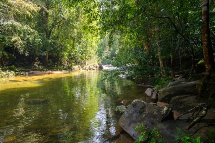 Sfeerafbeelding sinharaja nationaal park%20%281%29